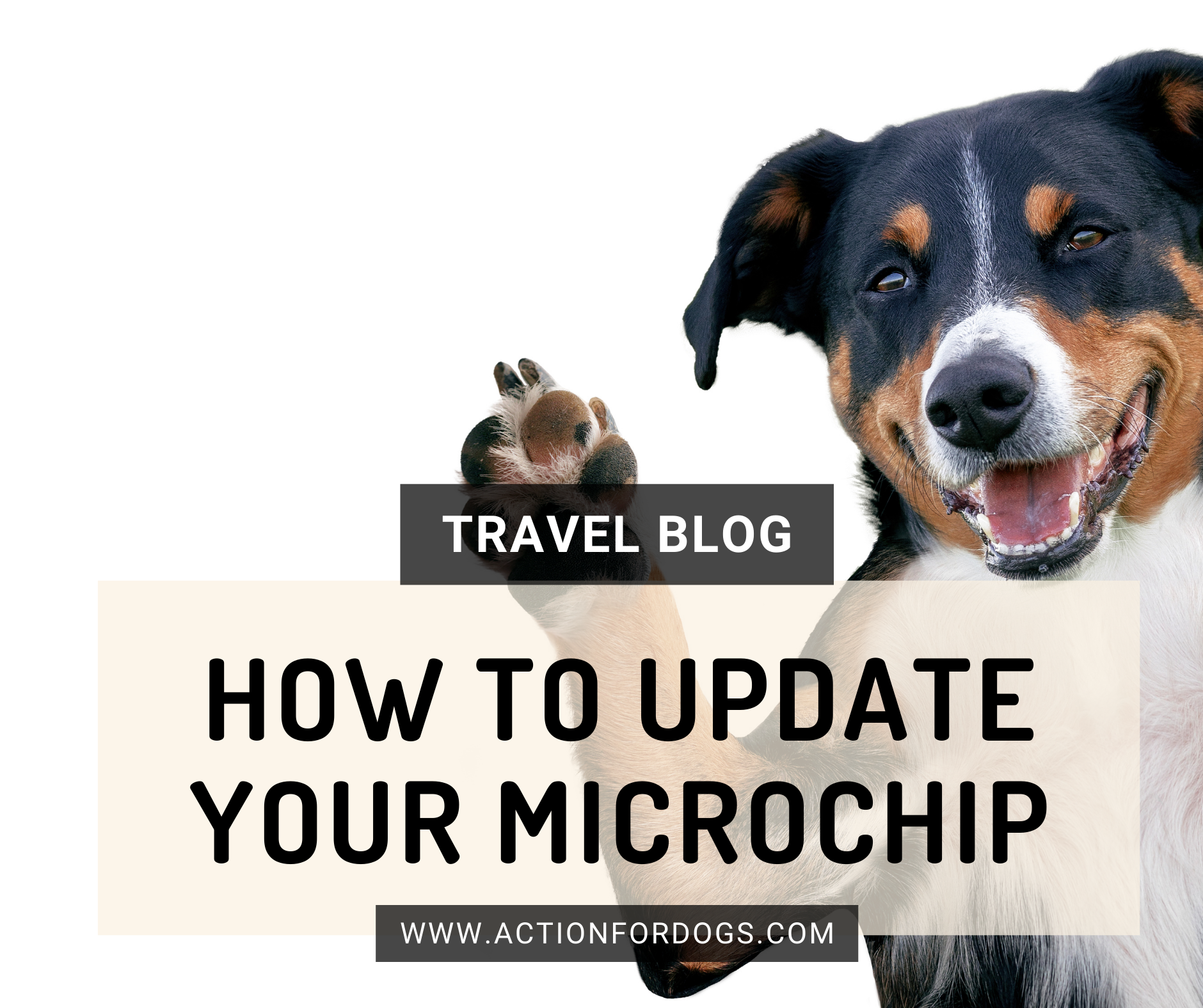 How to register your rescue dogs microchip.